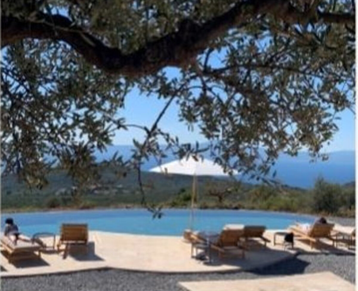 The swimming pool under the olive trees